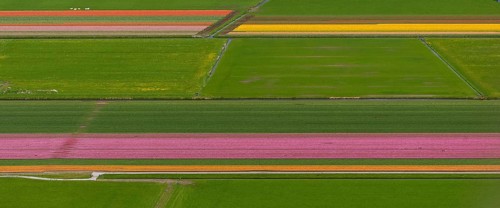 Tulip fields