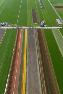 Tulip fields