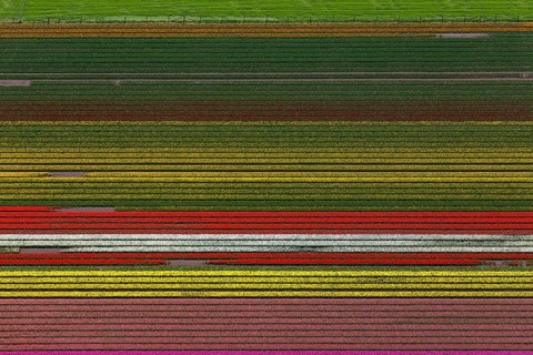 Tulip fields