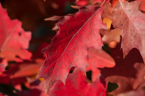 Red autumn leaves of a Northern Red Oak or Champion Oak (Quercus rubra)