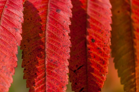 Staghorn Sumac (Rhus typhina)