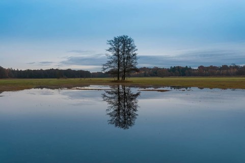 Several black alder trees (Alnus glutinosa) with reflections in flooded floodplains in late autumn