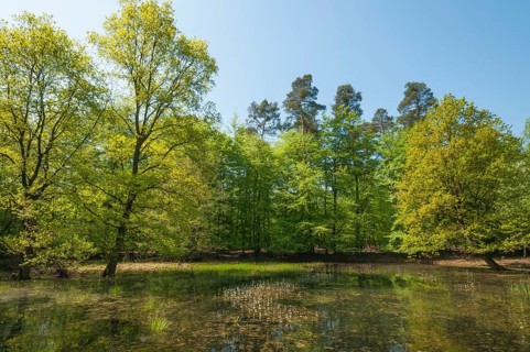Alluvial forest in spring