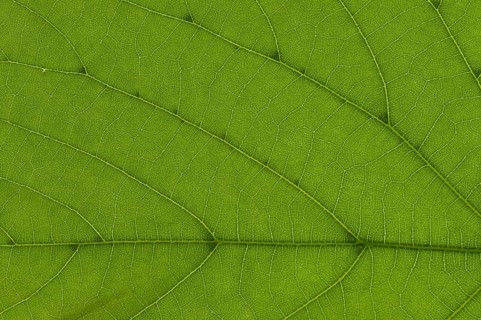 Leaf structure of a Large-leaved Lime (Tilia platyphyllos) in transmitted light