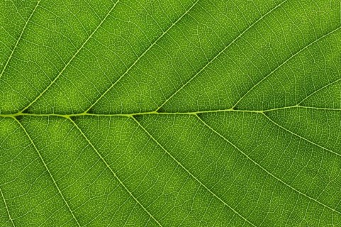 Leaf structure of a Black Alder (Alnus glutinosa) in transmitted light