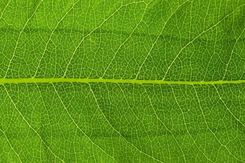 Leaf structure of a Bistort (Bistorta officinalis) in transmitted light