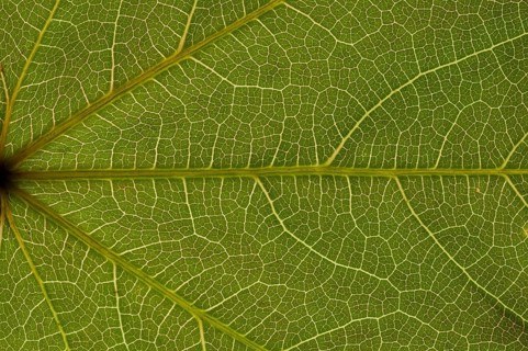 Sheet structure of the tricuspid creeper (Parthenocissus tricuspidata) in transmitted light
