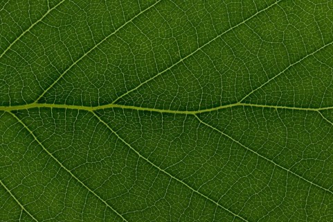 Leaf structure of a Downy Birch (Betula pubescens)