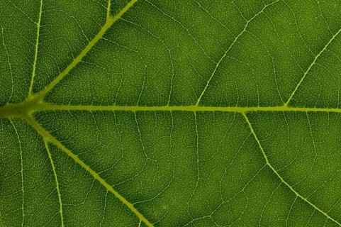 Leaf structure of a London Planetree
