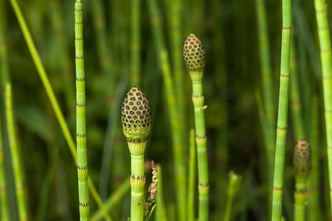Swamp Horsetail (Equisetum fluviatile)