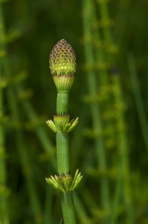 Swamp Horsetail (Equisetum fluviatile)