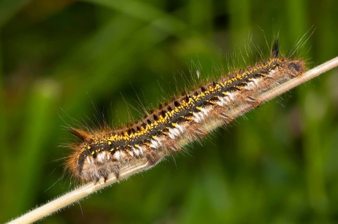 Caterpillar of The Drinker moth (Euthrix potatoria)