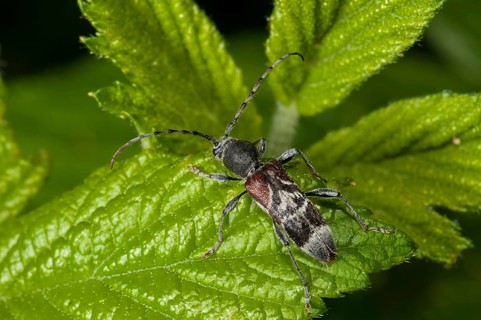 Rufous-shouldered Longhorn Beetle (Anaglyptus mysticus)