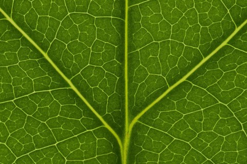 Leaf structure of the Tulip Tree (Liriodendron tulipifera)
