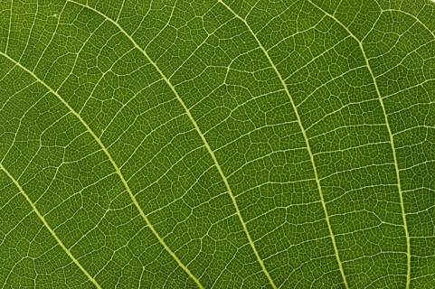Leaf structure of the Persian Walnut or
