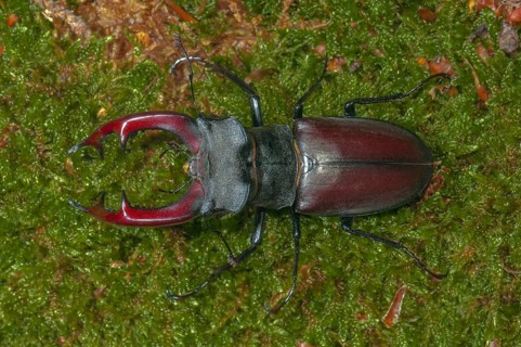 Stag Beetle (Lucanus cervus)