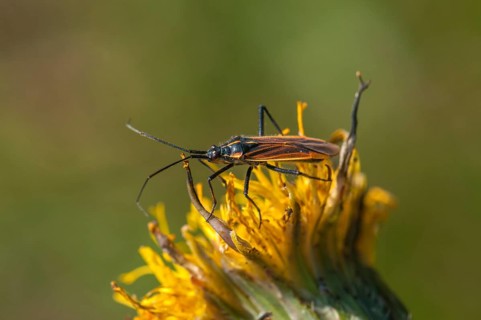 Meadow Plant Bug (Leptopterna dolabrata)