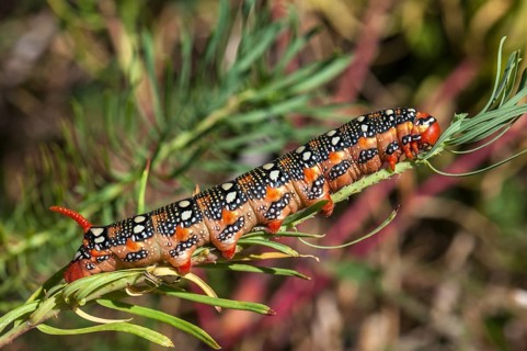 Spurge Hawk-moth (Hyles euphorbiae)