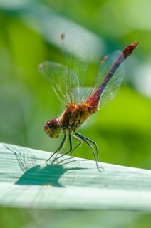 Vagrant Darter (Sympetrum vulgatum) in the obelisk position to protect itself from overheating by the sun