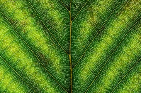 Common Beech or European Beech (Fagus sylvatica) leaf structure in transmitted light