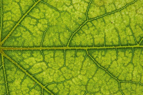 Maple (Acer sp.) leaf structure in transmitted light