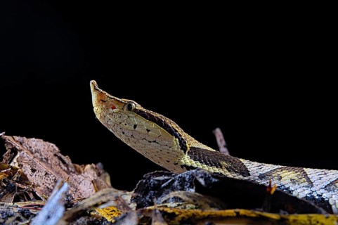 Sharp-nosed viper (Deinagkistrodon acutus)