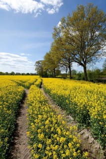 Rape field