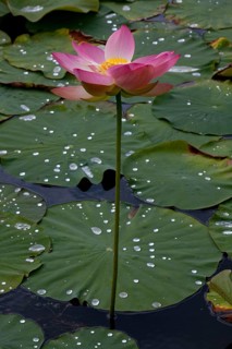 Flower of an Indian Lotus or Sacred Lotus (Nelumbo nucifera)