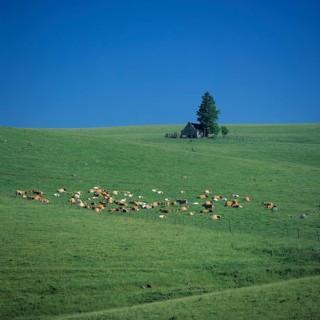 Salers cows on the plateau of Cezallier