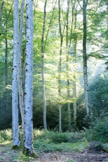 Beech forest