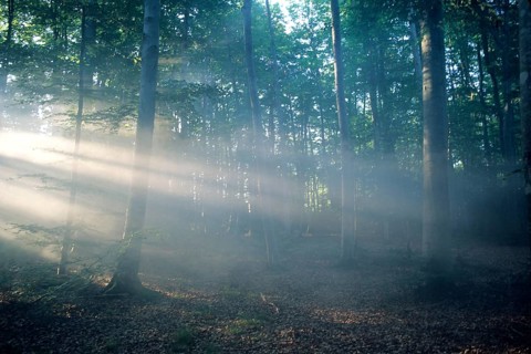 Early morning in the forest
