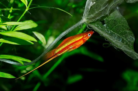 Red Swordtail (Xiphophorus helleri)