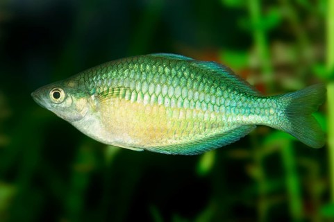 Neon Dwarf Rainbowfish (Melanotaenia praecox)