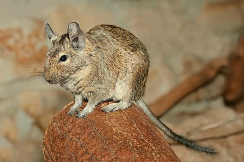 Common Degu (Octodon degus)