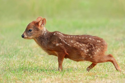 Southern Pudu (Pudu pudu)