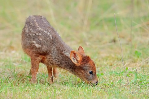 Southern Pudu (Pudu pudu)