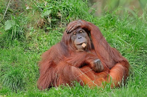Sumatran Orangutan (Pongo pygmaeus abelii
