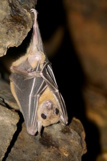 Egyptian fruit bat or Egyptian rousette (Rousettus aegyptiacus)