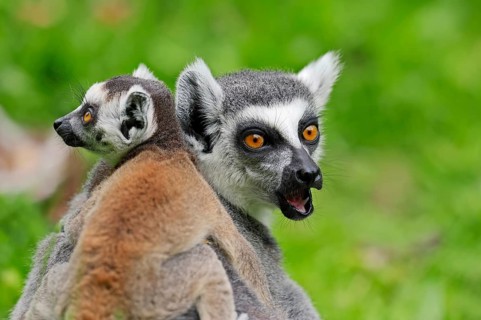 Ring-tailed lemur (Lemur catta)