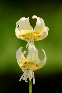 Mahogany fawn lily