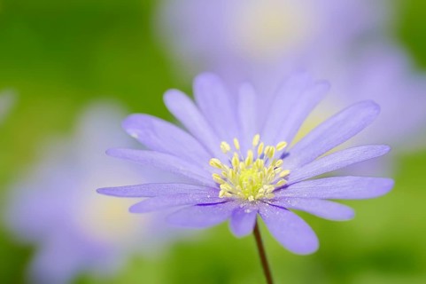 Blue Anemone or Grecian Windflower (Anemone apennina