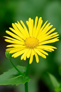 Leopard's Bane (Doronicum orientale)