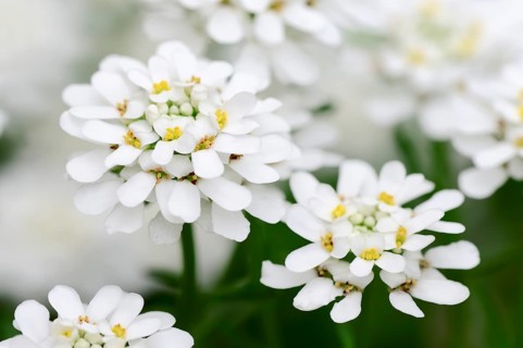 Evergreen candytuft or perennial candytuft (Iberis sempervirens)