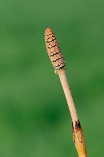 Field Horsetail or Common Horsetail (Equisetum arvense)
