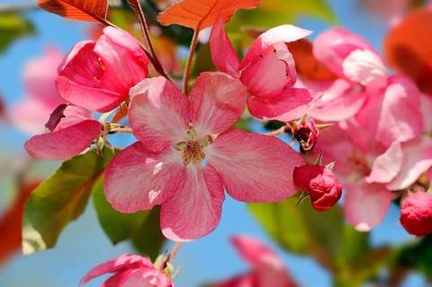 Profusion