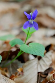 Early Dog-violet (Viola reichenbachiana)