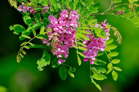 Locust tree or False Acacia (Robinia hybrid) variety Casque Rouge