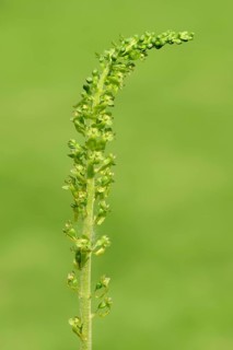Common twayblade (Listera ovata)