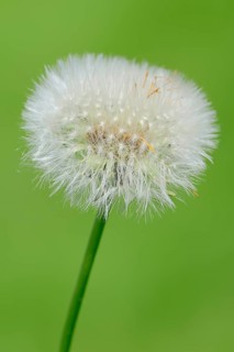 Dandelion (Taraxacum officinale)