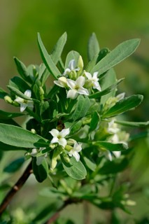 Alpine-Daphne (Daphne alpina)